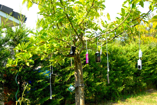 Apple Tree • Sophie Gagnant