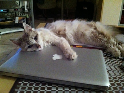 Bambou et son MacBook • Annabelle Bontems