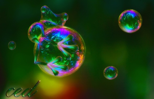 Grenouille en bulle de savon • Cedric Le Bel