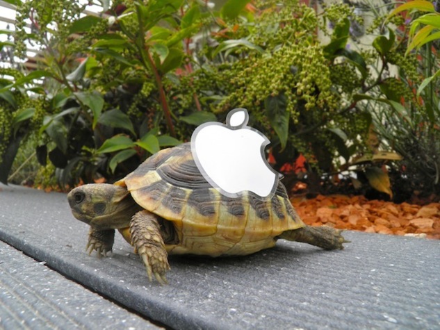 Apple Turtle • Veronique Lacamoire