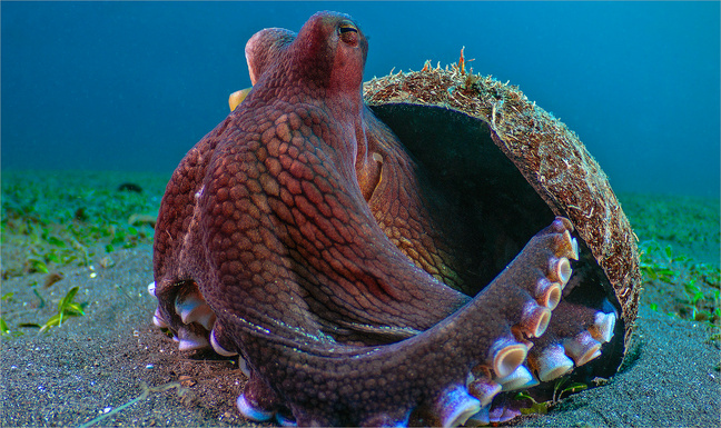 The Secret Lives of Animals © Apple TV+ The Secret Lives of Animals © Apple TV+