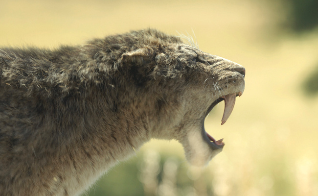Streaming • Apple TV+ annonce la suite de sa série documentaire Prehistoric Planet Streaming • Apple TV+ annonce la suite de sa série documentaire Prehistoric Planet