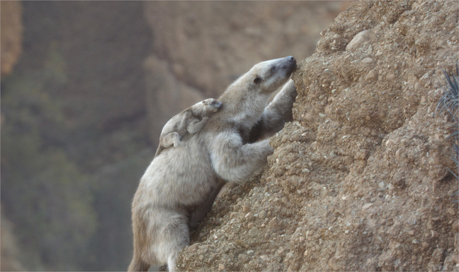 Prehistoric Planet: Ice Age. Photo © Apple TV+. Prehistoric Planet: Ice Age. Photo © Apple TV+.