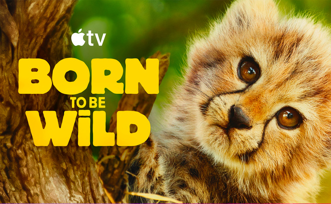 Streaming • La nouvelle série documentaire animalière d’Apple démarre ce vendredi Streaming • La nouvelle série documentaire animalière d’Apple démarre ce vendredi