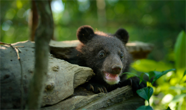 Born to be Wild © Apple TV.