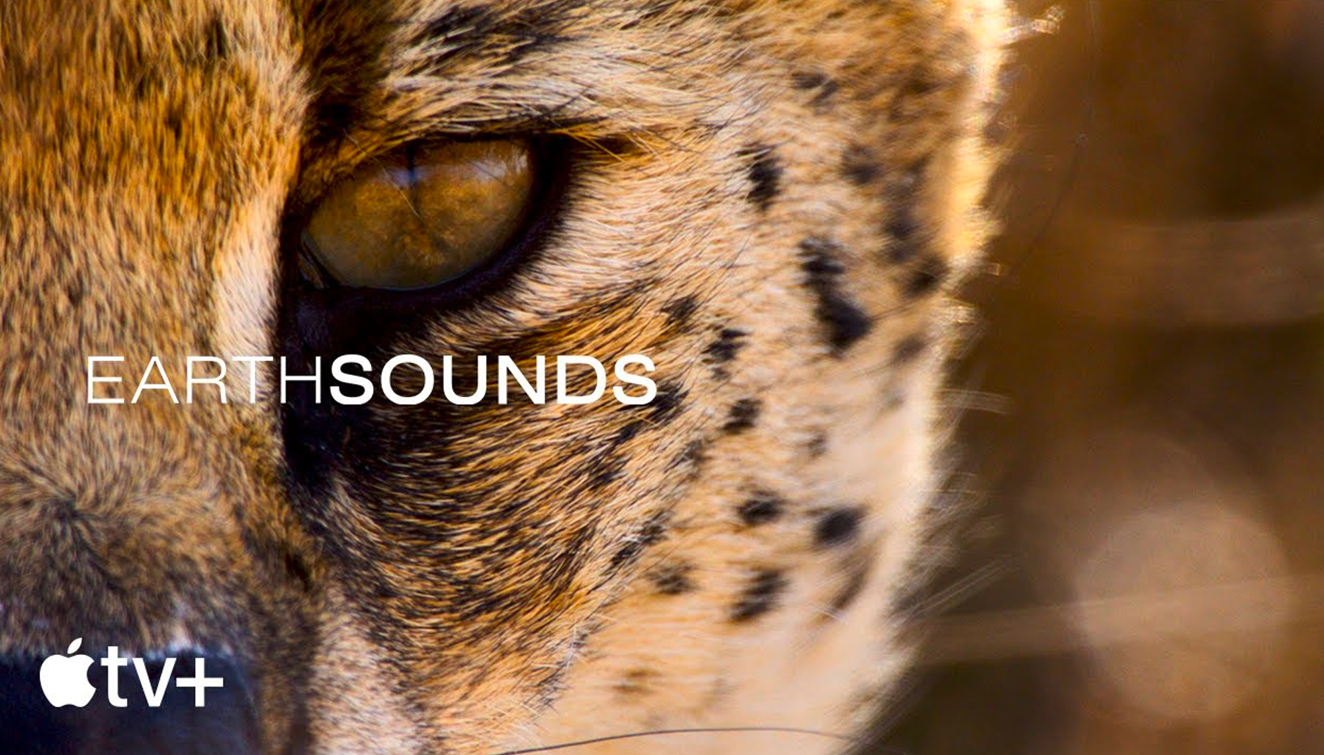 Divertissements • Apple lance Earthsounds, une nouvelle série documentaire