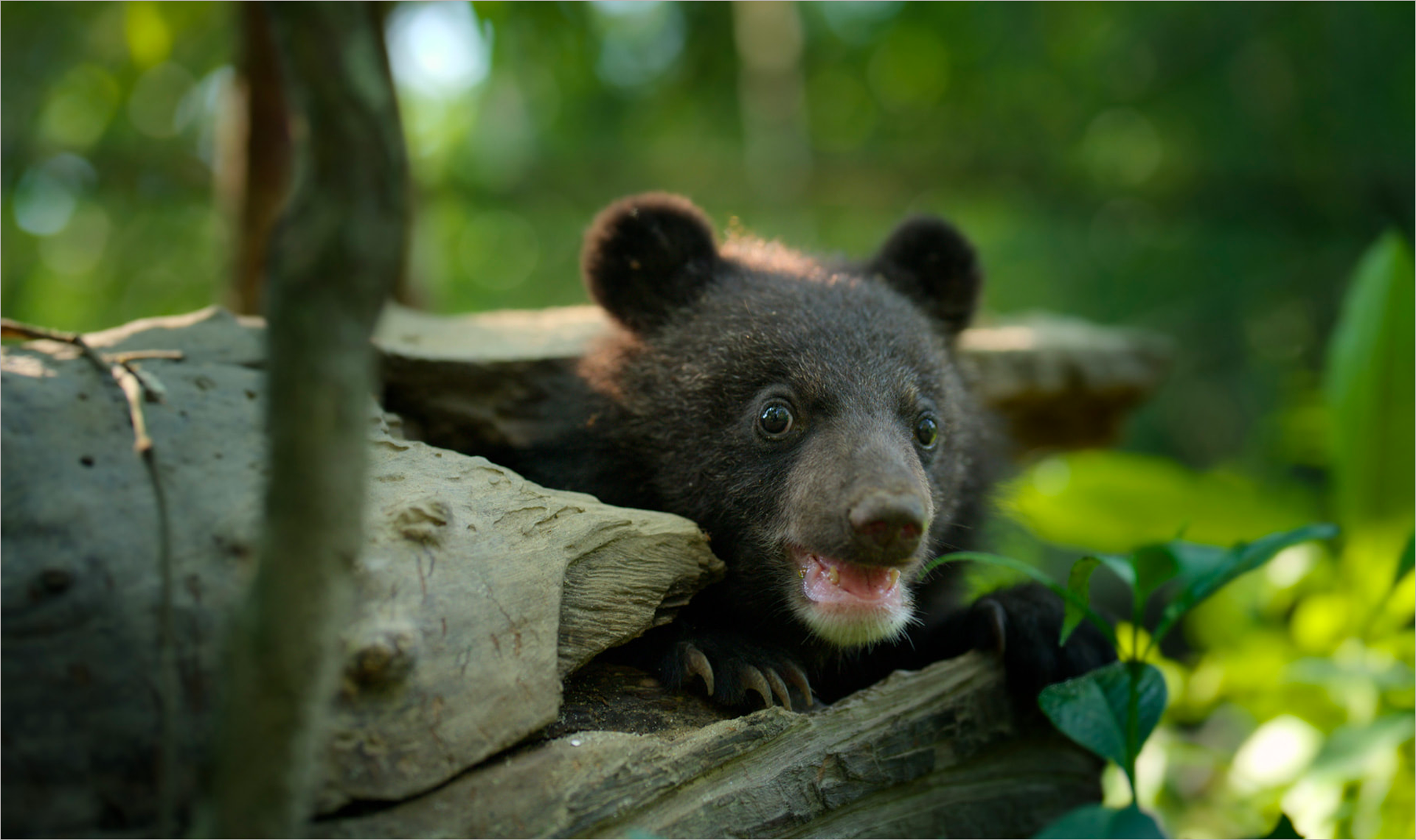 Born to be Wild © Apple TV.