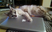 Bambou et son MacBook • Annabelle Bontems