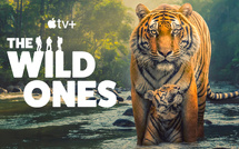 Streaming • Une nouvelle série documentaire dédiée aux animaux (très) sauvages