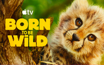 Streaming • La nouvelle série documentaire animalière d’Apple démarre ce vendredi