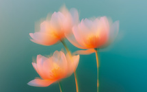 Fonds d'écran • Ajoutez une touche printanière au bureau de votre Mac